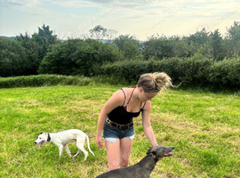 Collie whippet greyhound