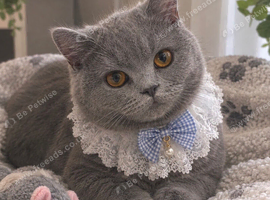 GCCF Registered Blue British Shorthair Boy
