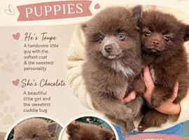 Beautiful Pomeranian pups