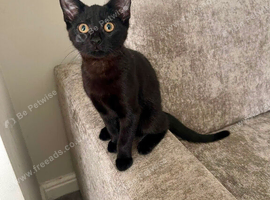 Kitten 4 months old