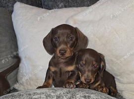 Miniature dachshund