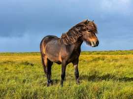 Wanted - Field, Paddock, Stable Yard sole use or Grass Livery or DIY close to Smeeth Ashforc