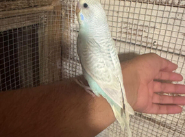 Baby budgies for sale  &pound;40 each collection mk404nn