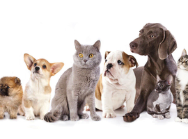 Dog Walking and Pet Sitting