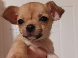 PURE BREED CHIHUAHUA PUPPIES READY FOR LOVING HOMES