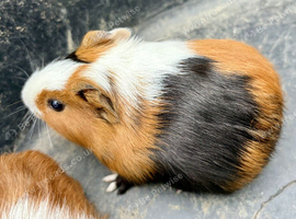 Baby guinea Pigs for sale