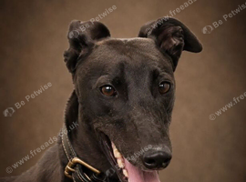 Greyhounds looking for loving homes.