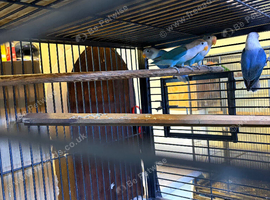 Blue and white lovebirds for sale babies