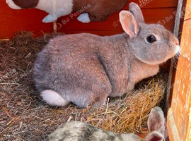 3 different types of rabbits for sale