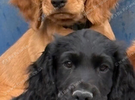 Cocker spaniel pups