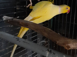 Yellow pari