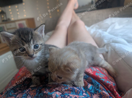 5 beautiful fluffy kittens