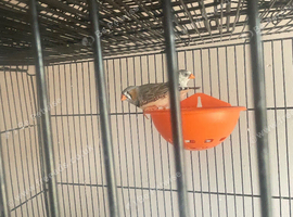 Zebra finches for sale.