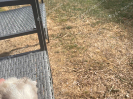 Full litter of chihuahua pups