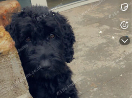 6 year old cockapoo (girl) free to good home