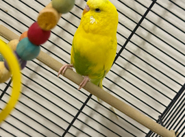 Male budgie