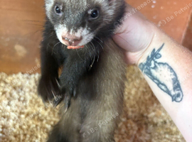 Polecat colour hob for sale
