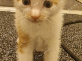 4 kittens