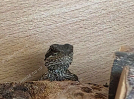 Bearded dragons