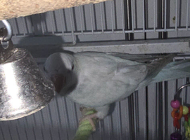 Pair of young quakers for sale