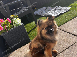 Female pomeranian 15 months old