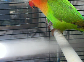 Pair of breeding fishers lovebirds