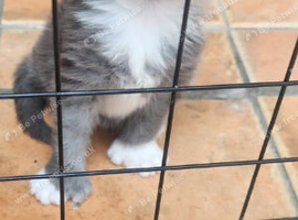 Xxl mainecoon cubs