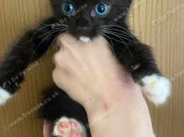 Kitten for sale
