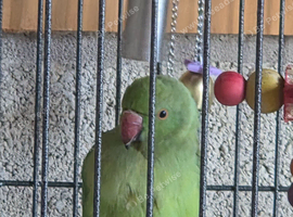 Ringneck