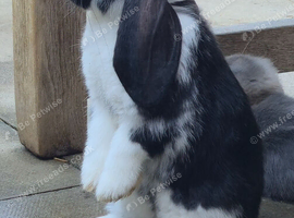 Friendly French Lop