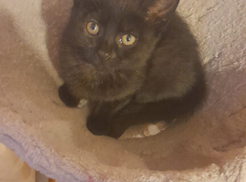 3 Kittens for Sale - &pound;65 each