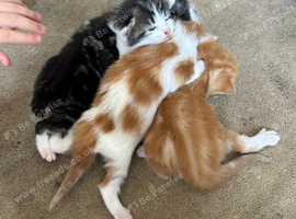 Kittens for sale