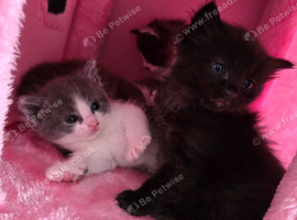 Ragdoll, british long hair mix