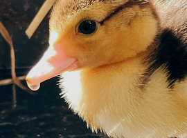 Muscovy ducklings