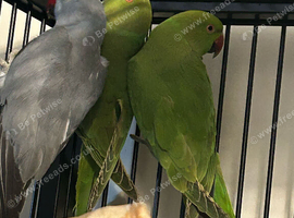 Stunning Various Green Indian Ringnecks