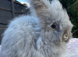 Beautiful Maxi Faced English Angora Girl