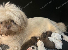 Imperial toy shihpoo pups