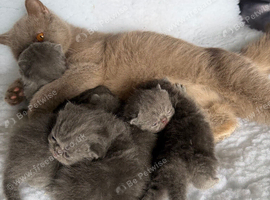 Exotic Shorthair Kittens For Sale