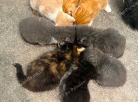 Kittens