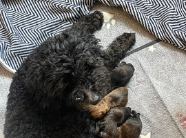 5 adorable CHI-POOs ready in 1 WEEK!