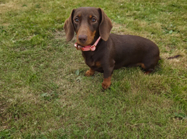 Mini dachshund
