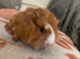 Guinea pigs for sale