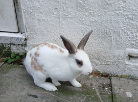 12 week old male rabbit