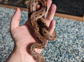 Dumerils boa (rare toliara variety) + full set up