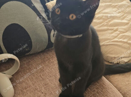 Beautiful black kitten 11 weeks old