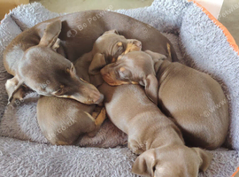Miniature Dashund