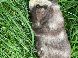 Two male guinea pigs need new home
