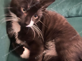 Male kitten