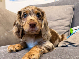 Chocolate and tan Merle female
