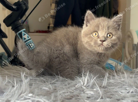 GCCF reg blue male kitten 9 weeks